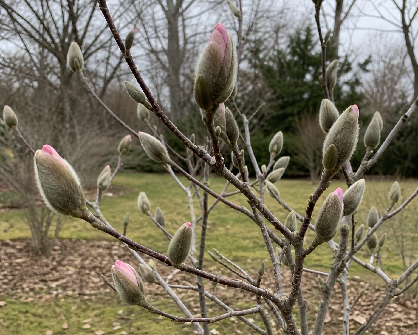 Saucer Magnolia (Magnolia x soulangeana) identification photo