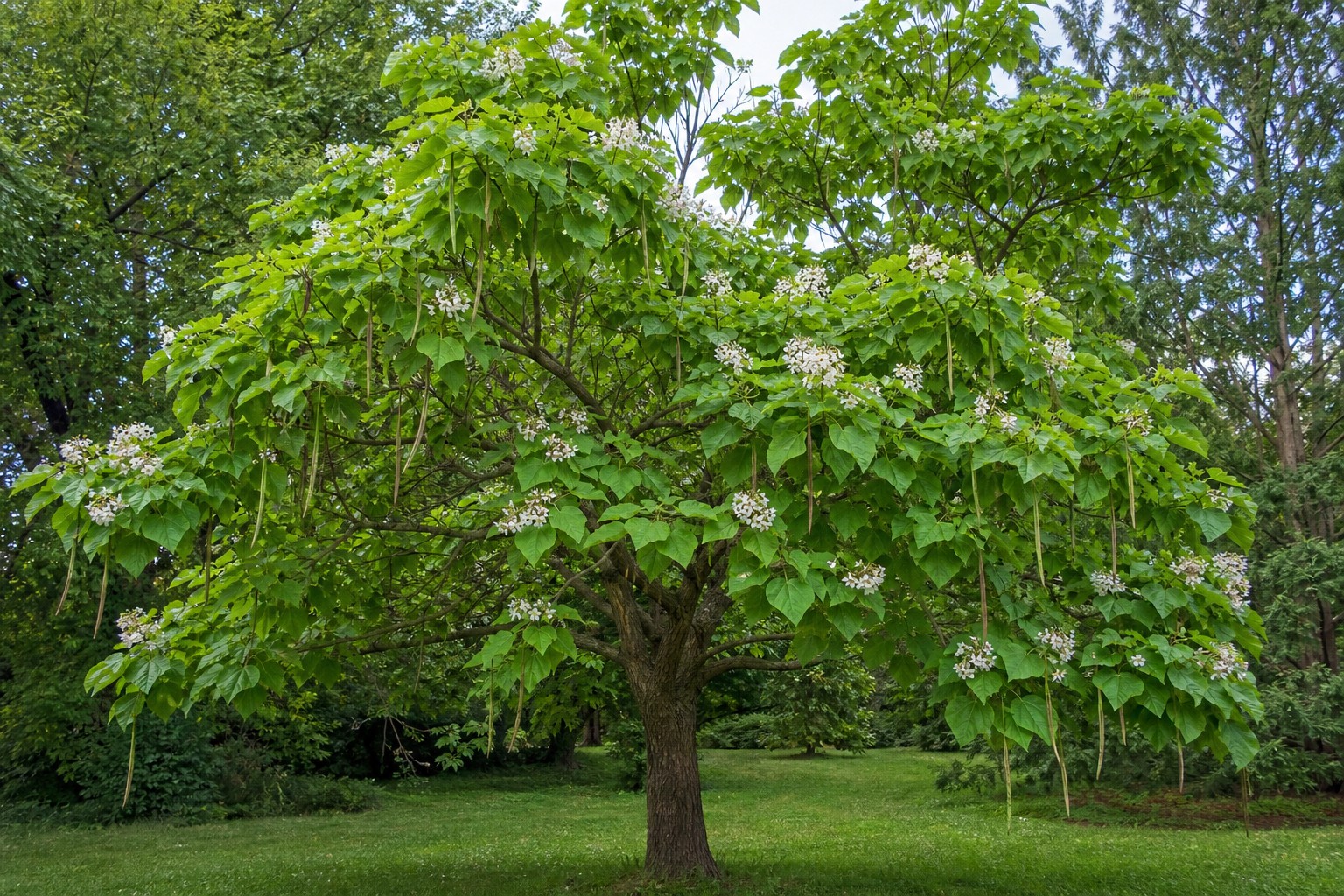 Northern Catalpa (Catalpa speciosa) identification photo