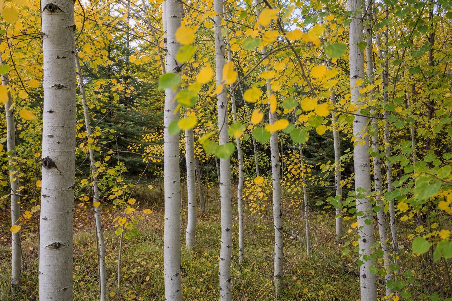 Quaking Aspen (Populus tremuloides) identification photo