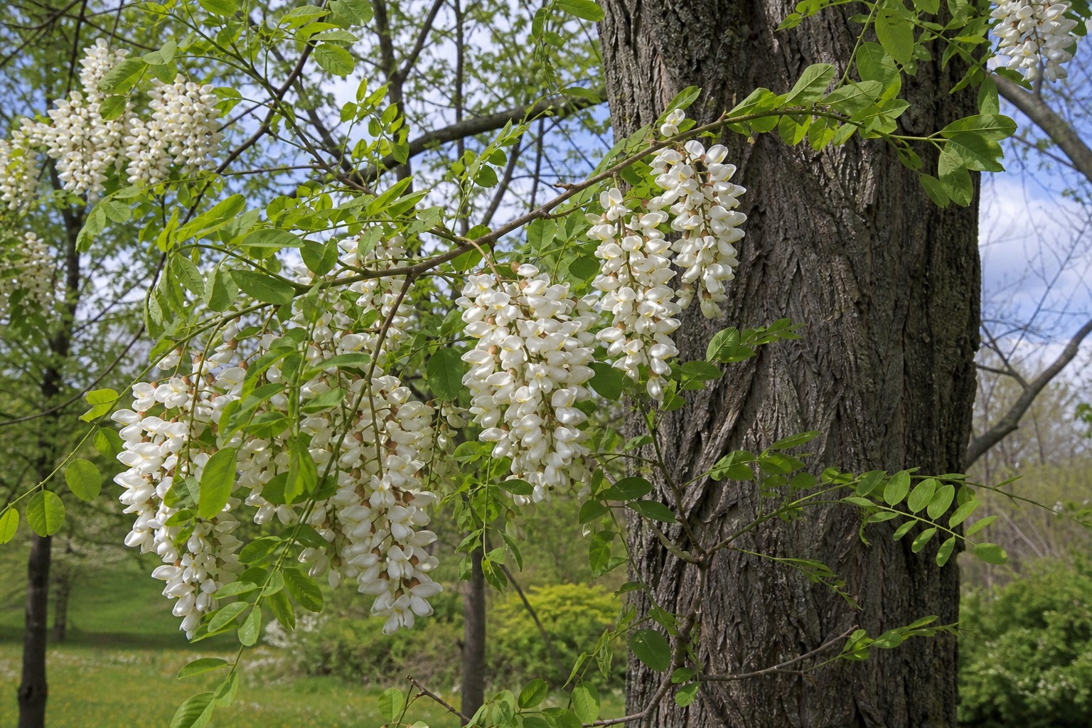 Black Locust (Robinia pseudoacacia) identification photo