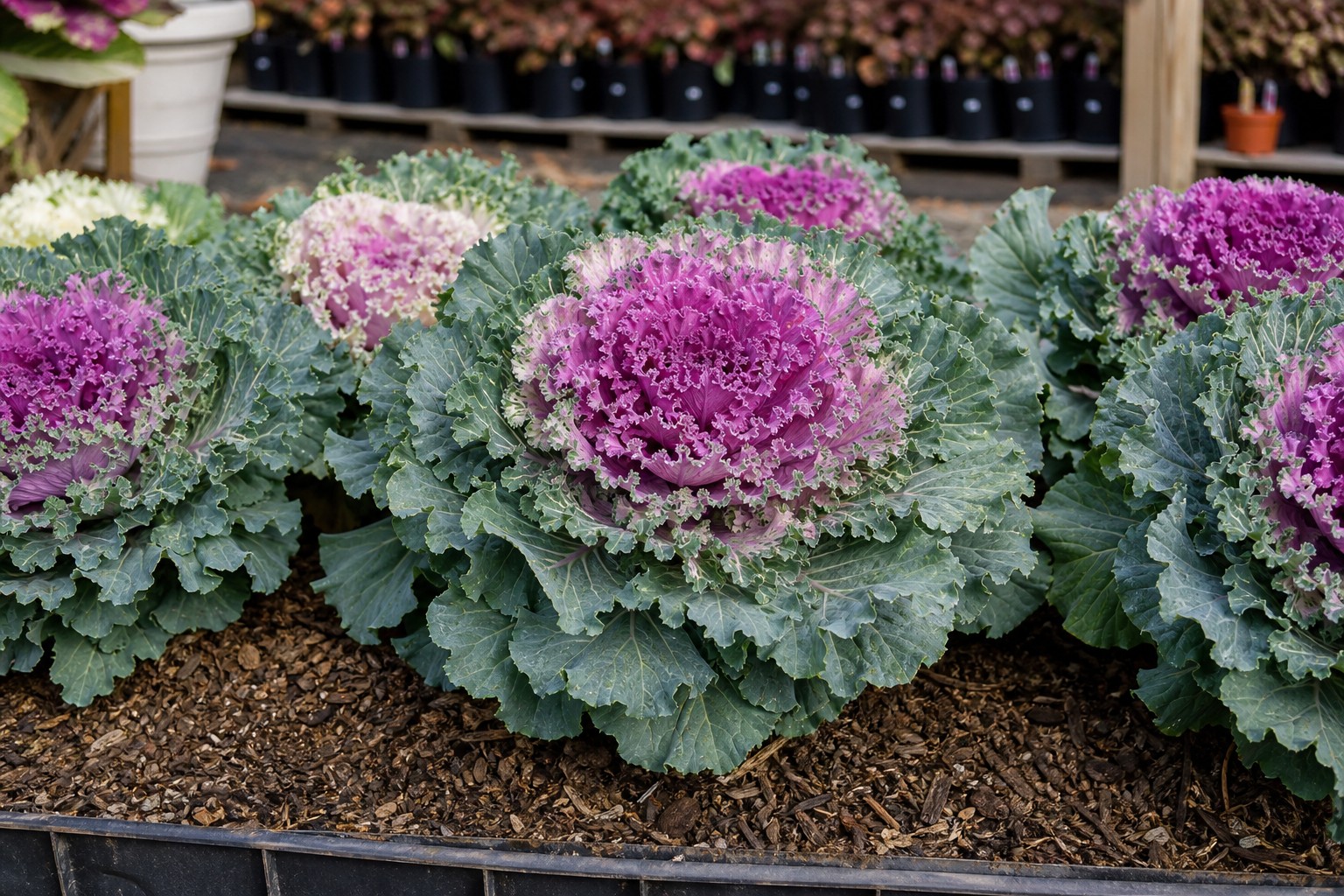 Ornamental Kale (Brassica oleracea) identification photo