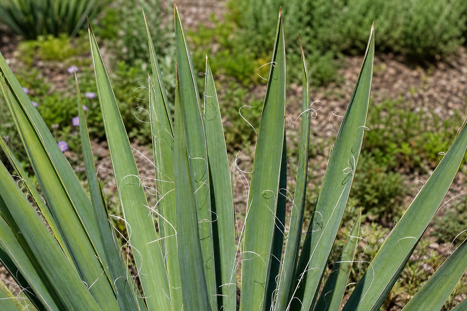 Yucca (Yucca filamentosa) identification photo