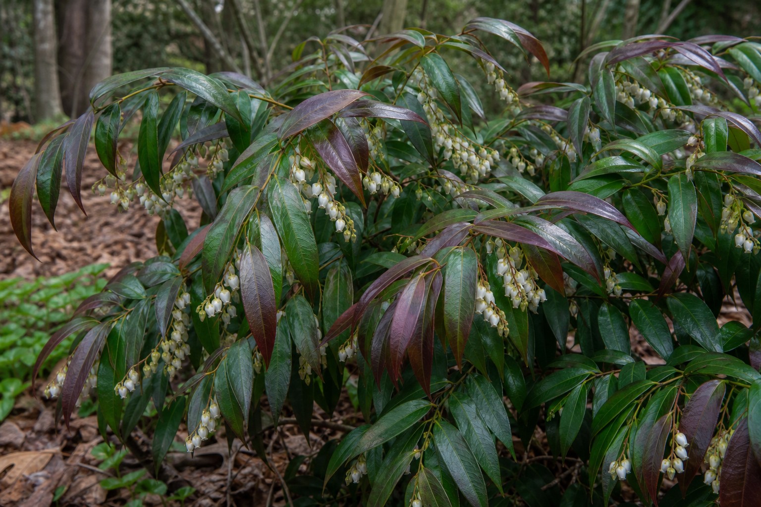 Drooping Leucothoe (Leucothoe fontanesiana) identification photo
