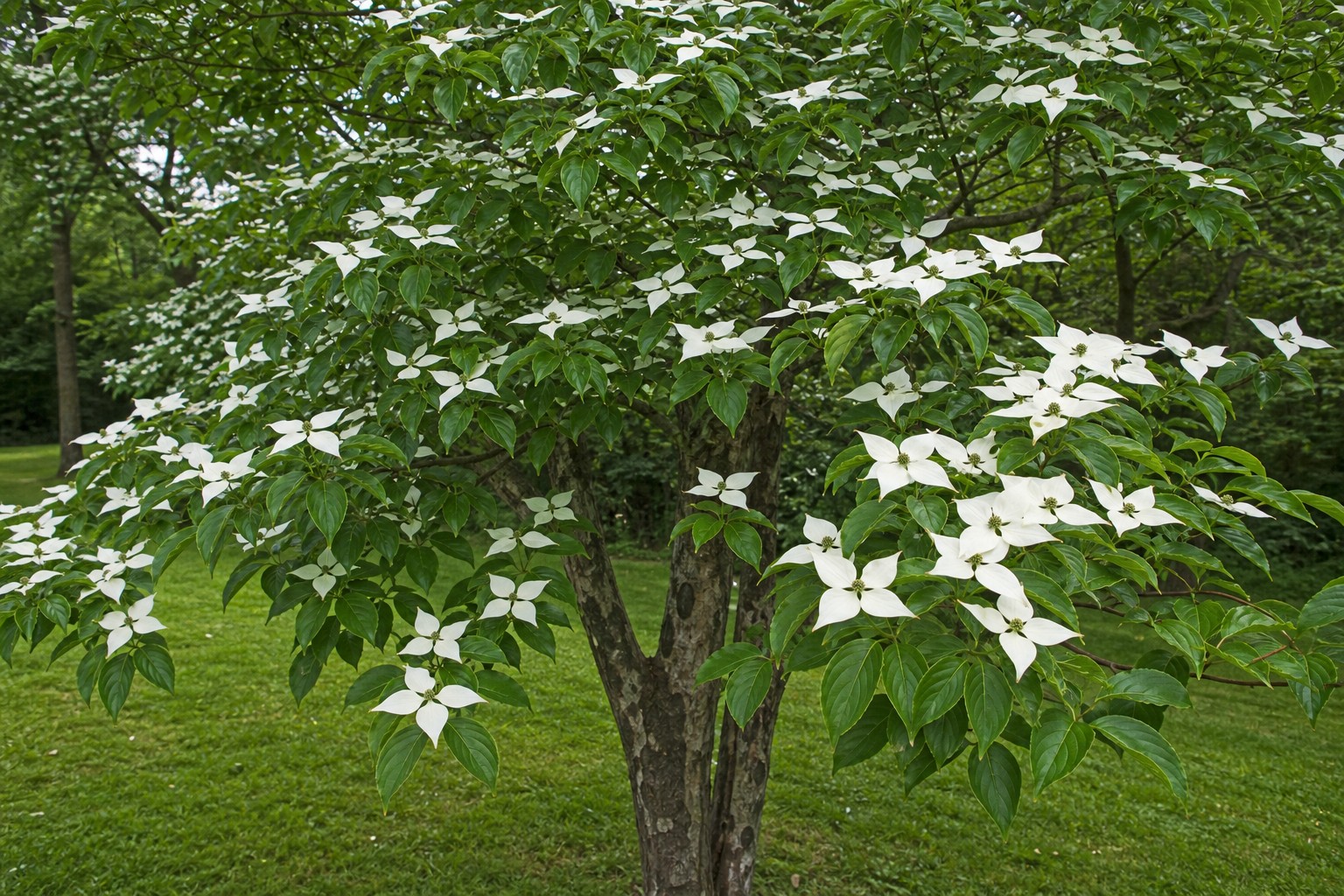 Kousa Dogwood (Cornus kousa) identification photo