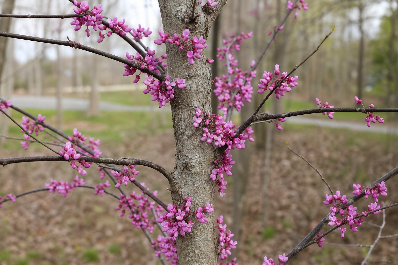 Eastern Redbud (Cercis canadensis) identification photo