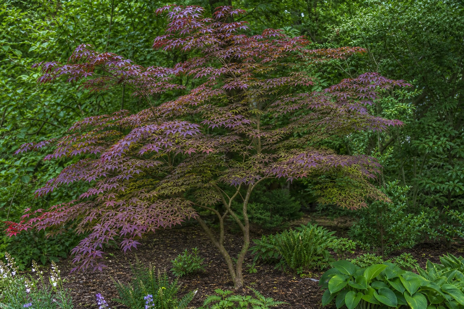 Japanese Maple (Acer palmatum) identification photo