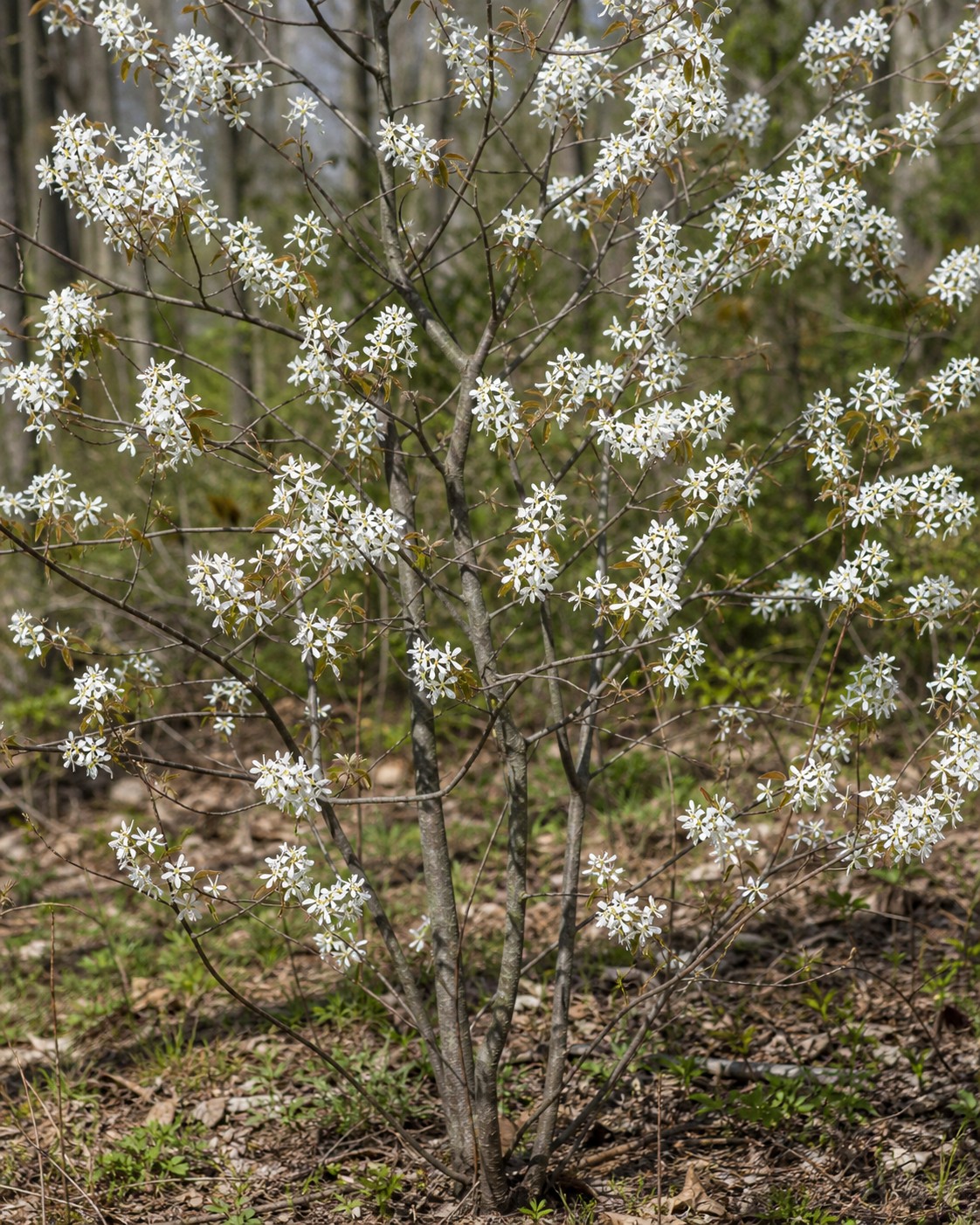 Serviceberry (Amelanchier canadensis) identification photo