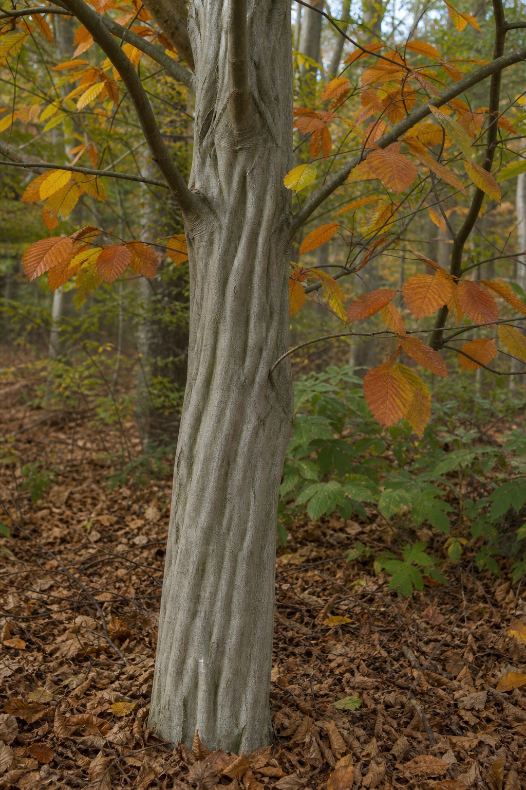 American Hornbeam (Carpinus caroliniana) identification photo