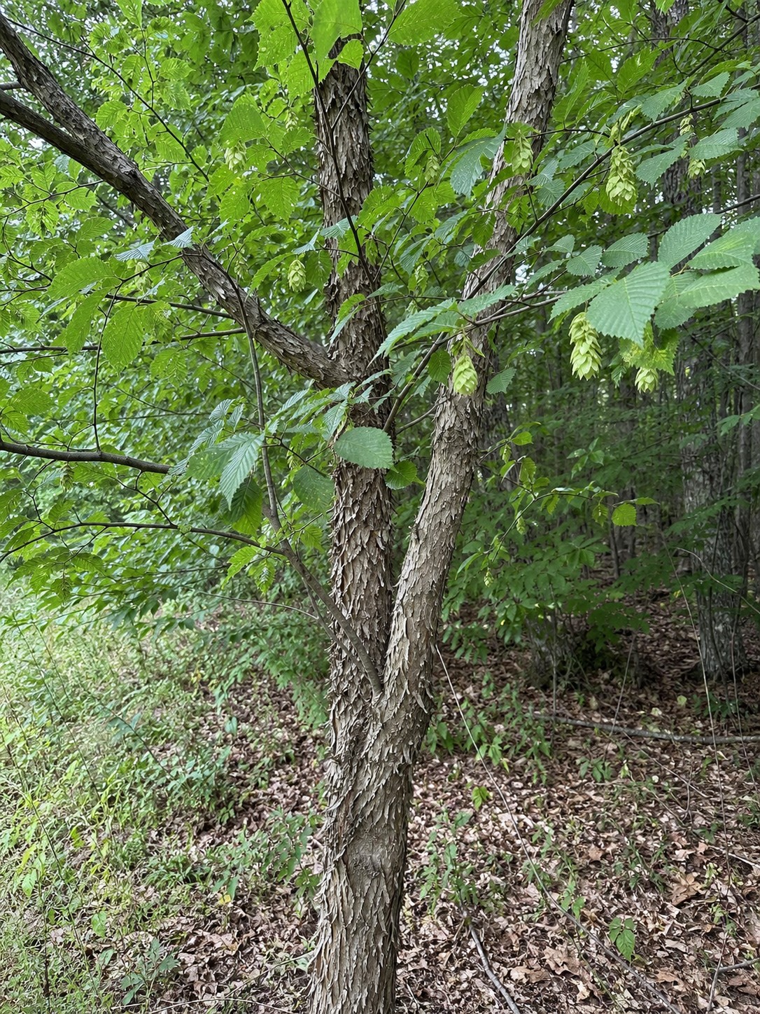 Hophornbeam (Ostrya virginiana) identification photo