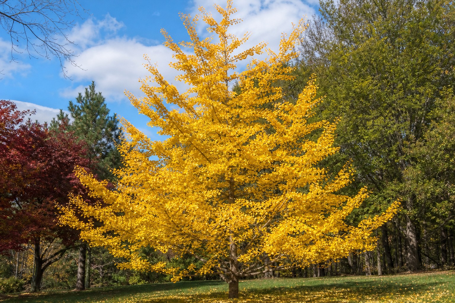 Ginkgo (Ginkgo biloba) identification photo
