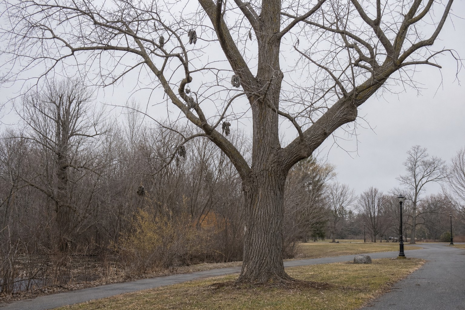 Kentucky Coffeetree (Gymnocladus dioicus) identification photo