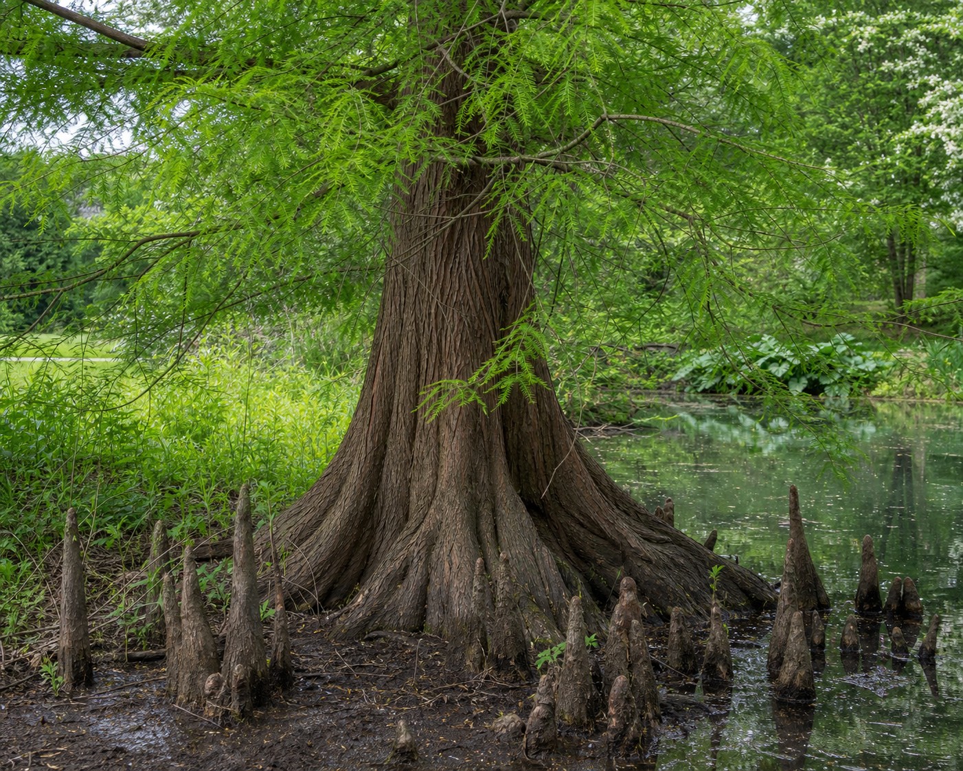 Bald Cypress (Taxodium distichum) identification photo