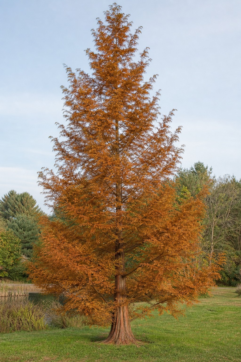Dawn Redwood (Metasequoia glyptostroboides) identification photo