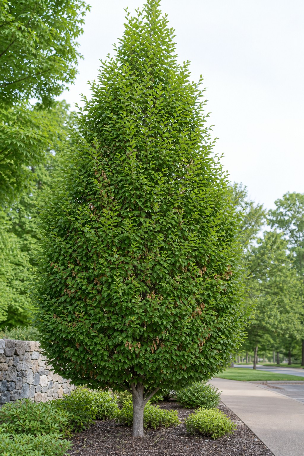 European Hornbeam (Carpinus betulus) identification photo