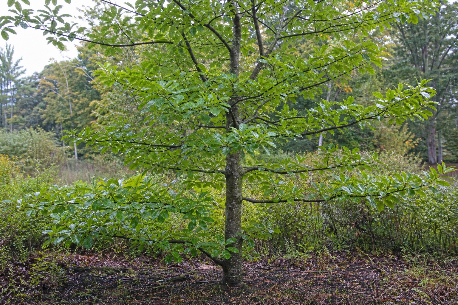 Black Tupelo (Nyssa sylvatica) identification photo