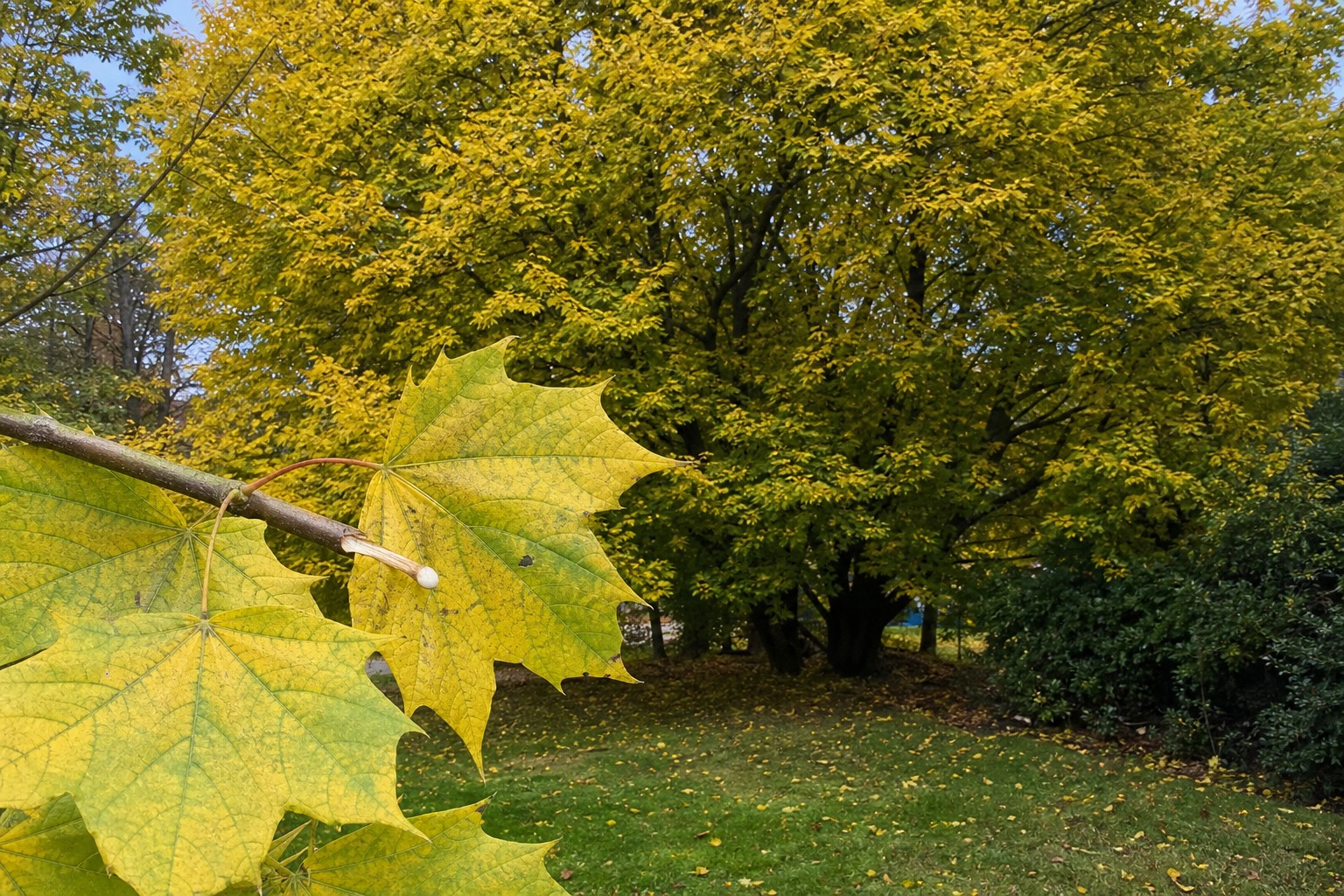Norway Maple (Acer platanoides) identification photo