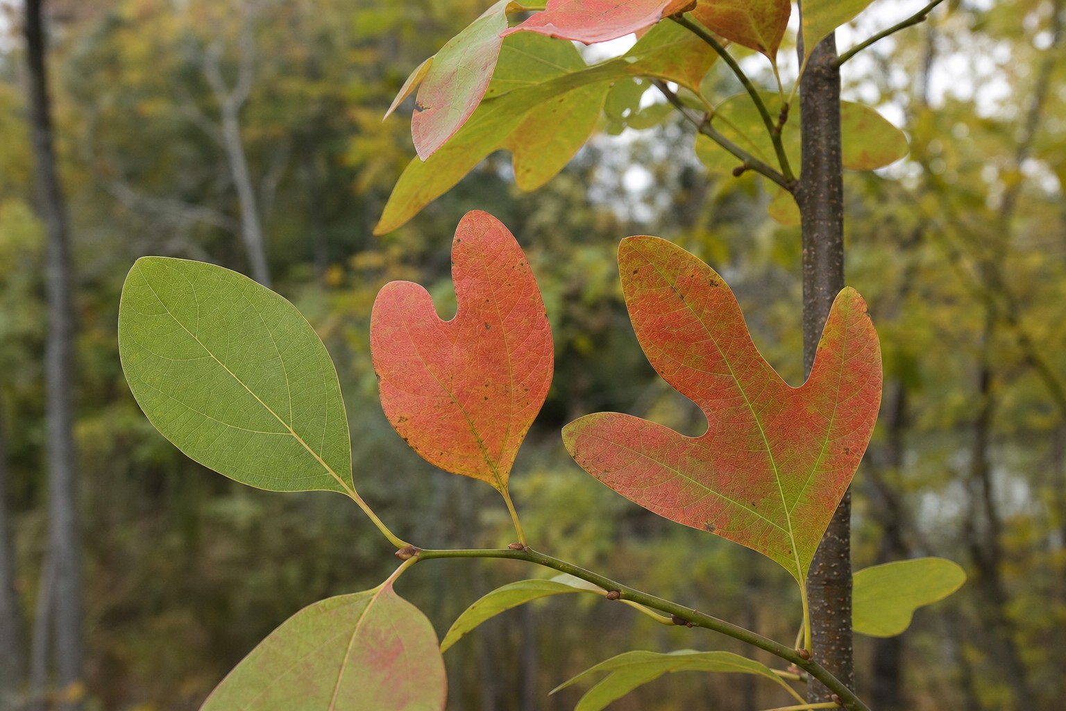 Sassafras (Sassafras albidum) identification photo