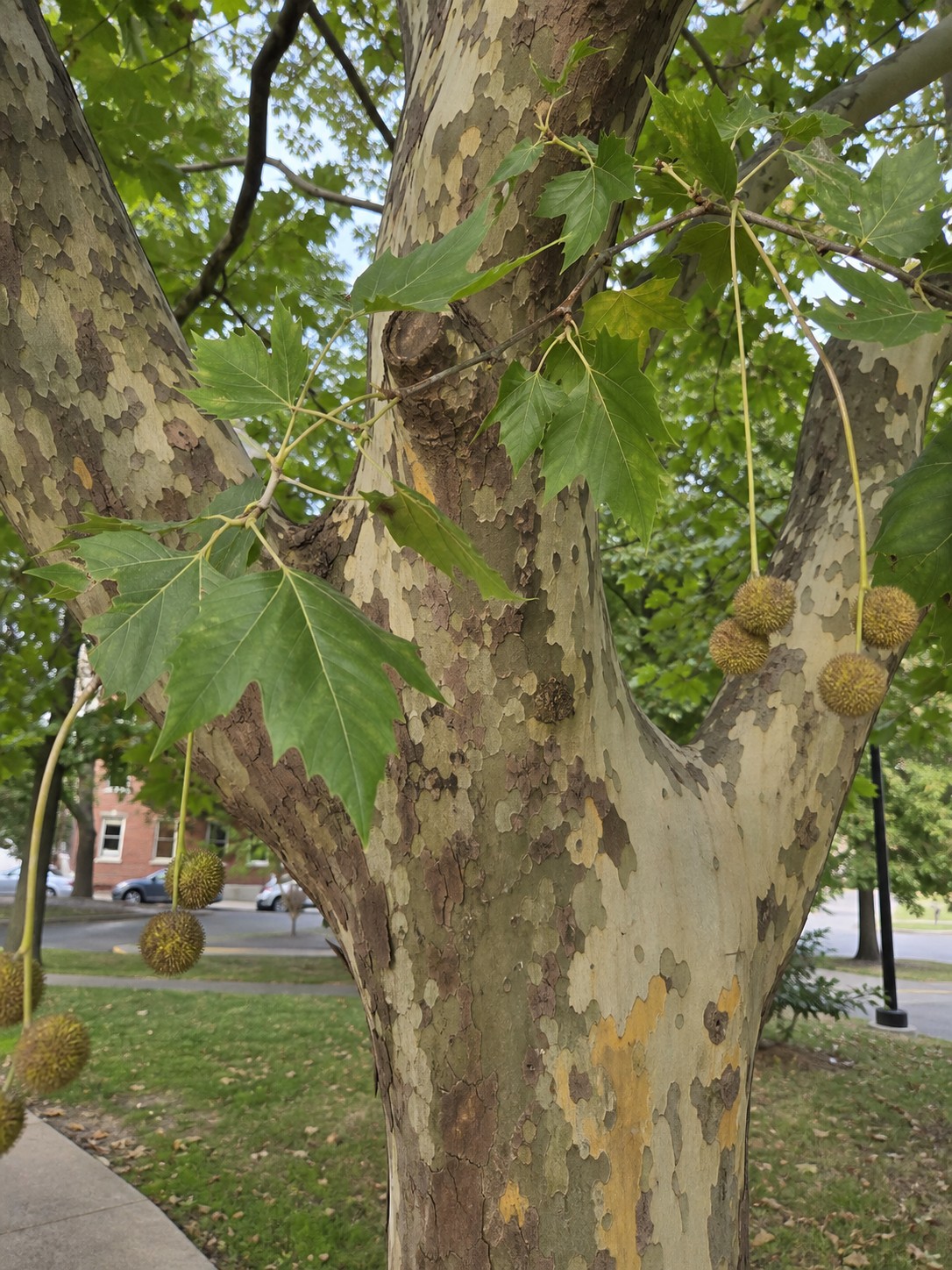 London Planetree (Platanus x acerifolia) identification photo