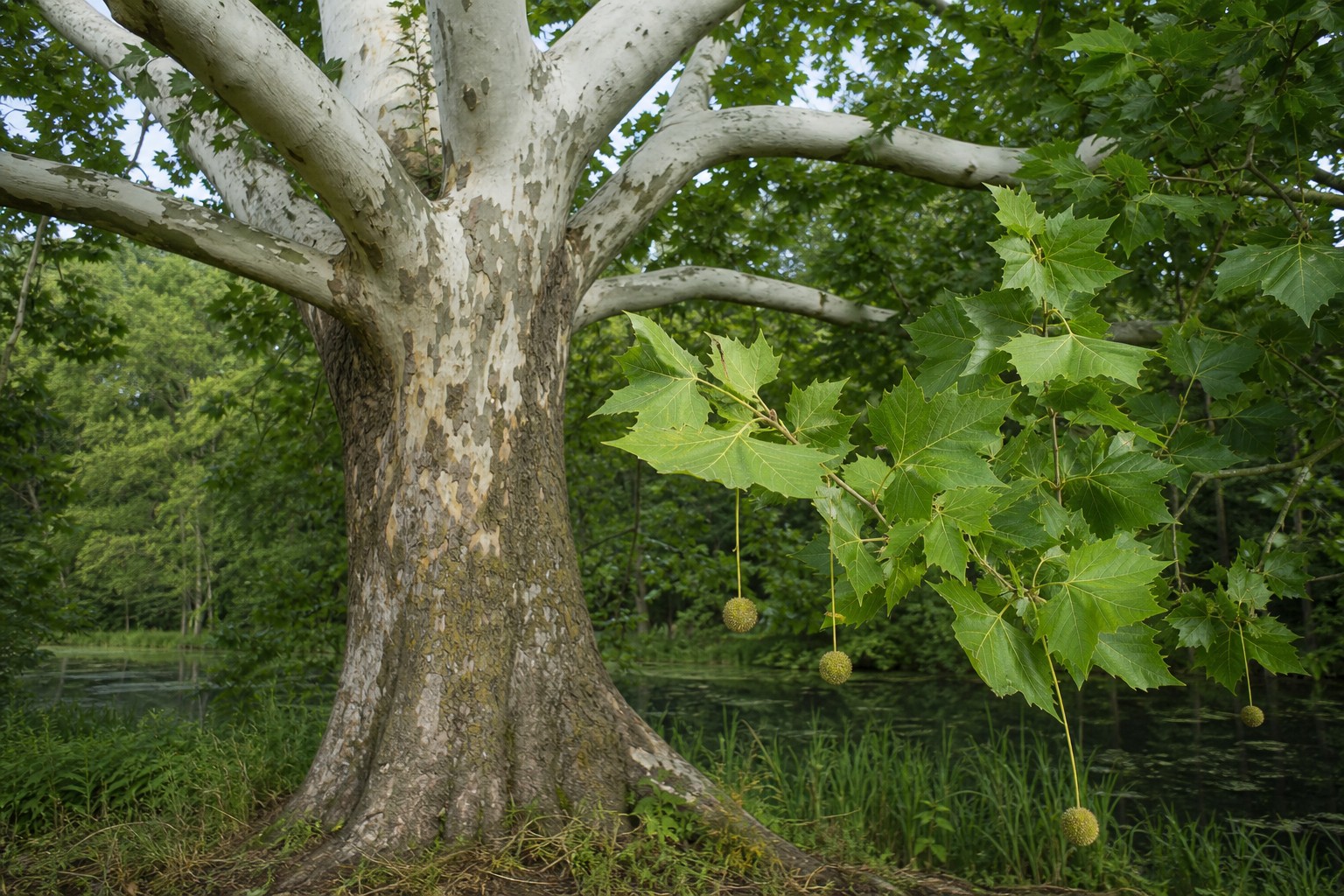 Sycamore (Platanus occidentalis) identification photo