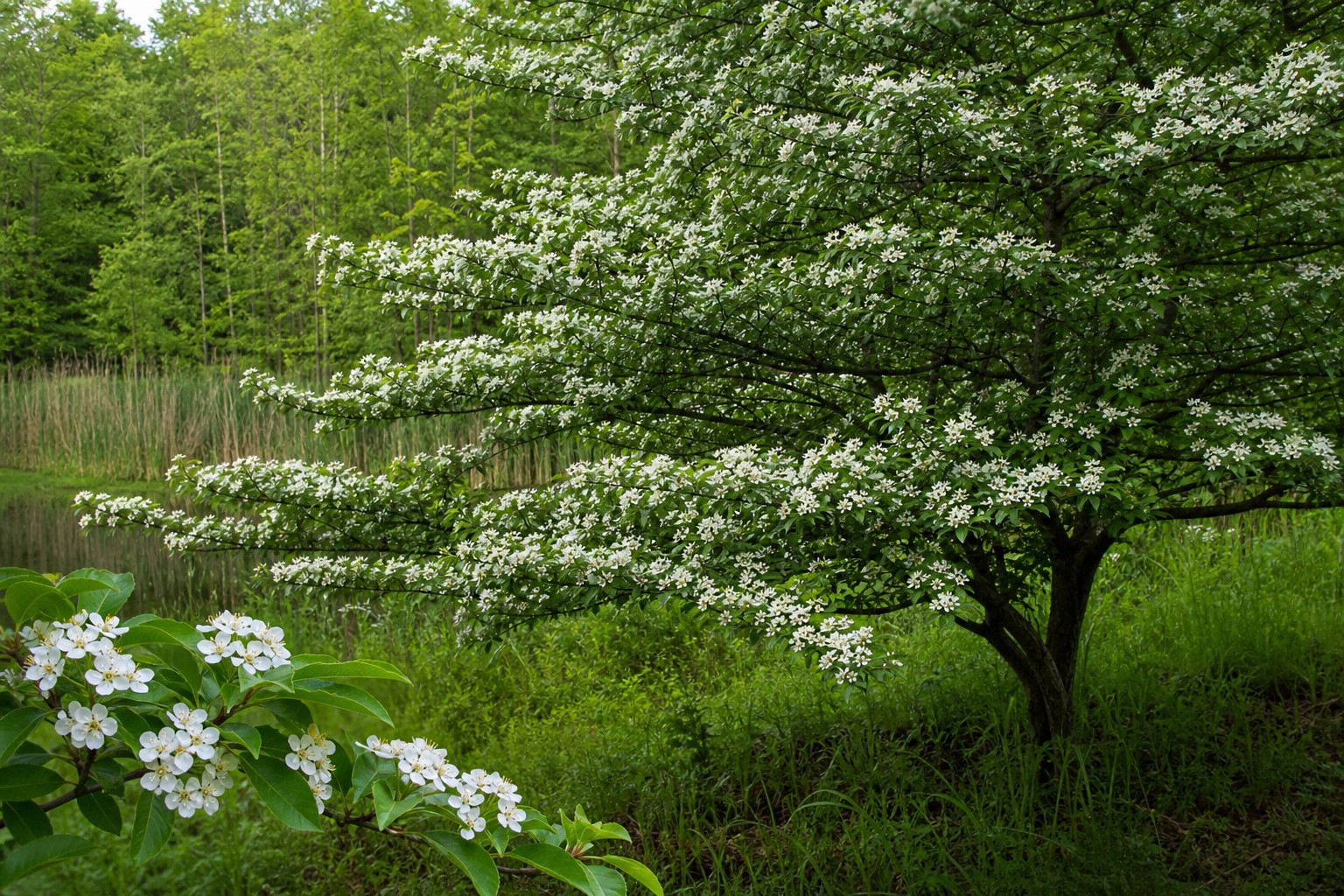 Thornless Cockspur Hawthorn (Crataegus crusgalli var. inermis) identification photo