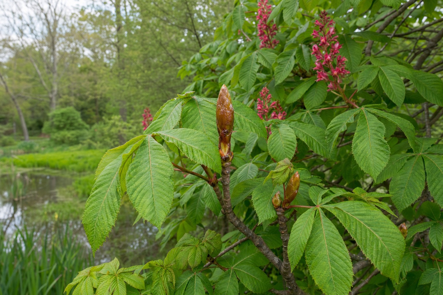 Red Horse Chestnut (Aesculus x carnea) identification photo