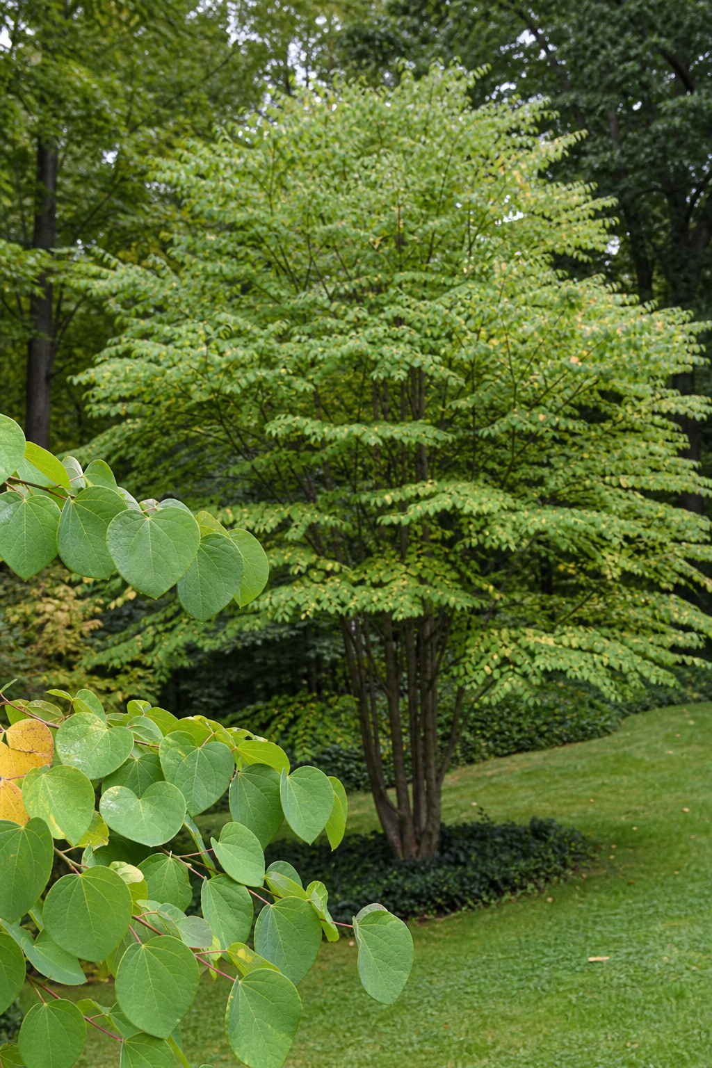 Katsura Tree (Cercidiphyllum japonicum) identification photo