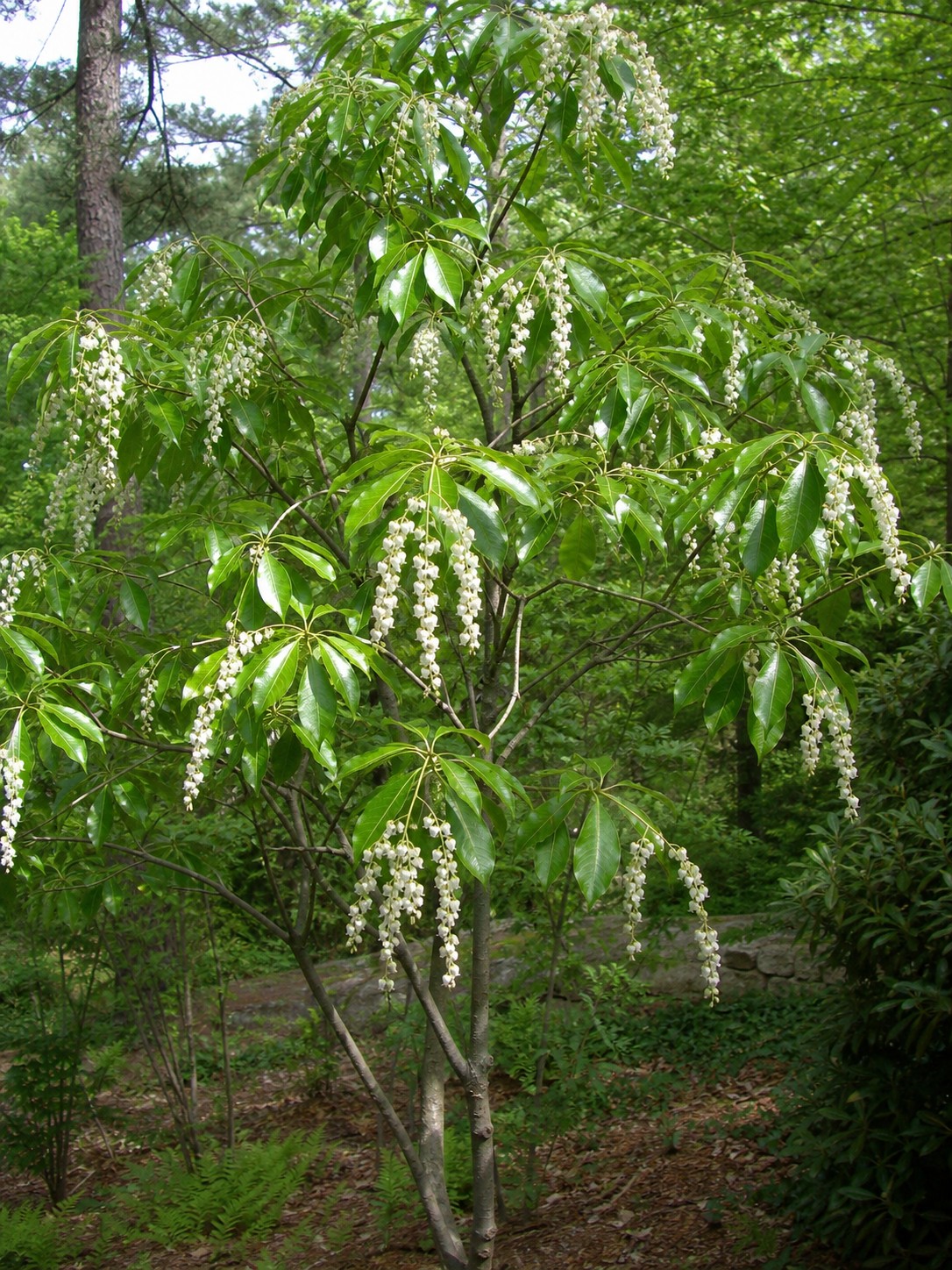Sourwood (Oxydendrum arboreum) identification photo