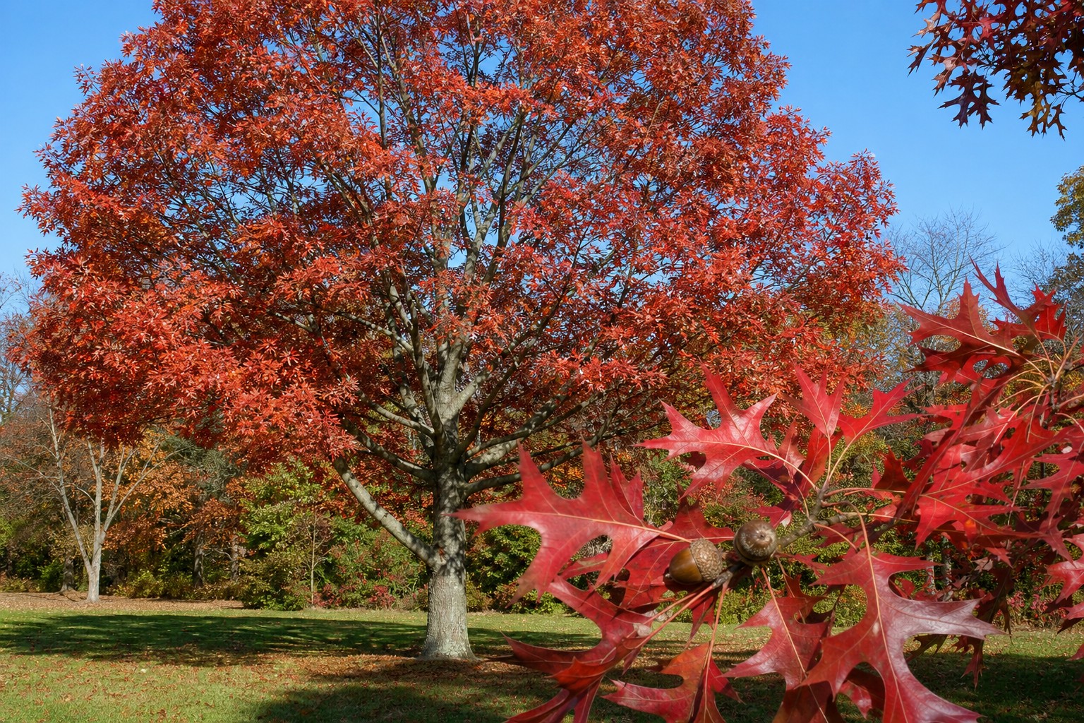 Scarlet Oak (Quercus coccinea) identification photo