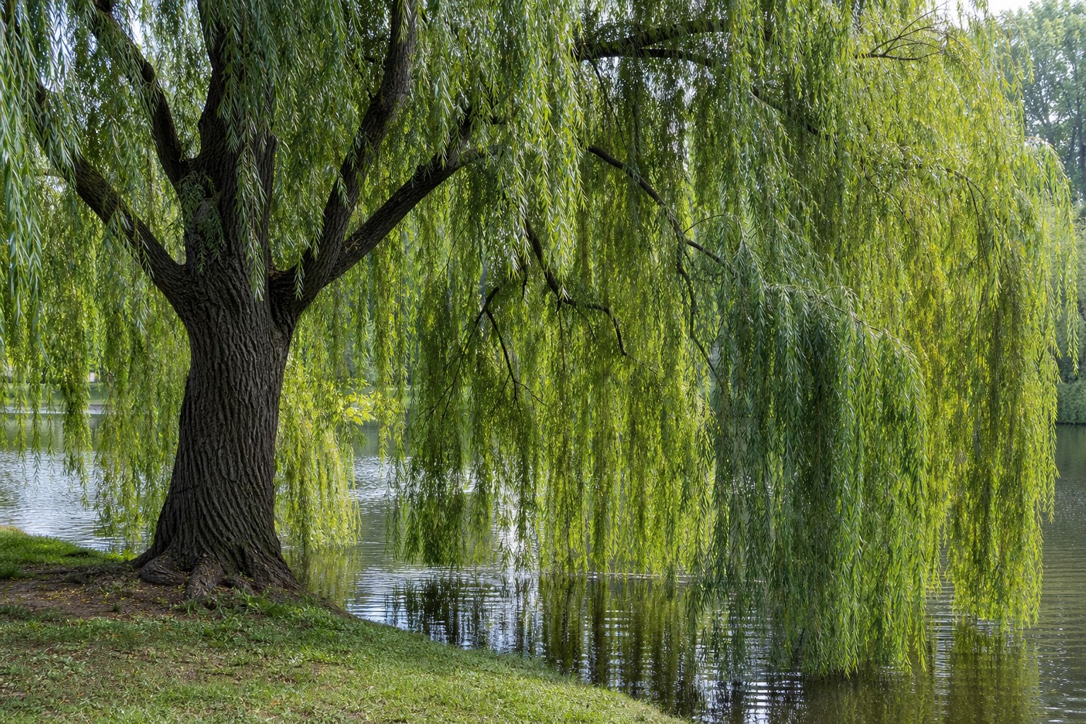 Weeping Willow (Salix babylonica) identification photo