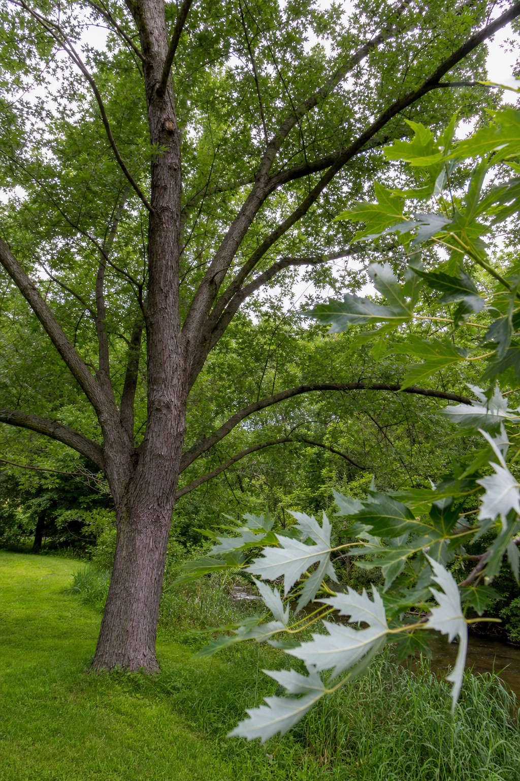 Silver Maple (Acer saccharinum) identification photo
