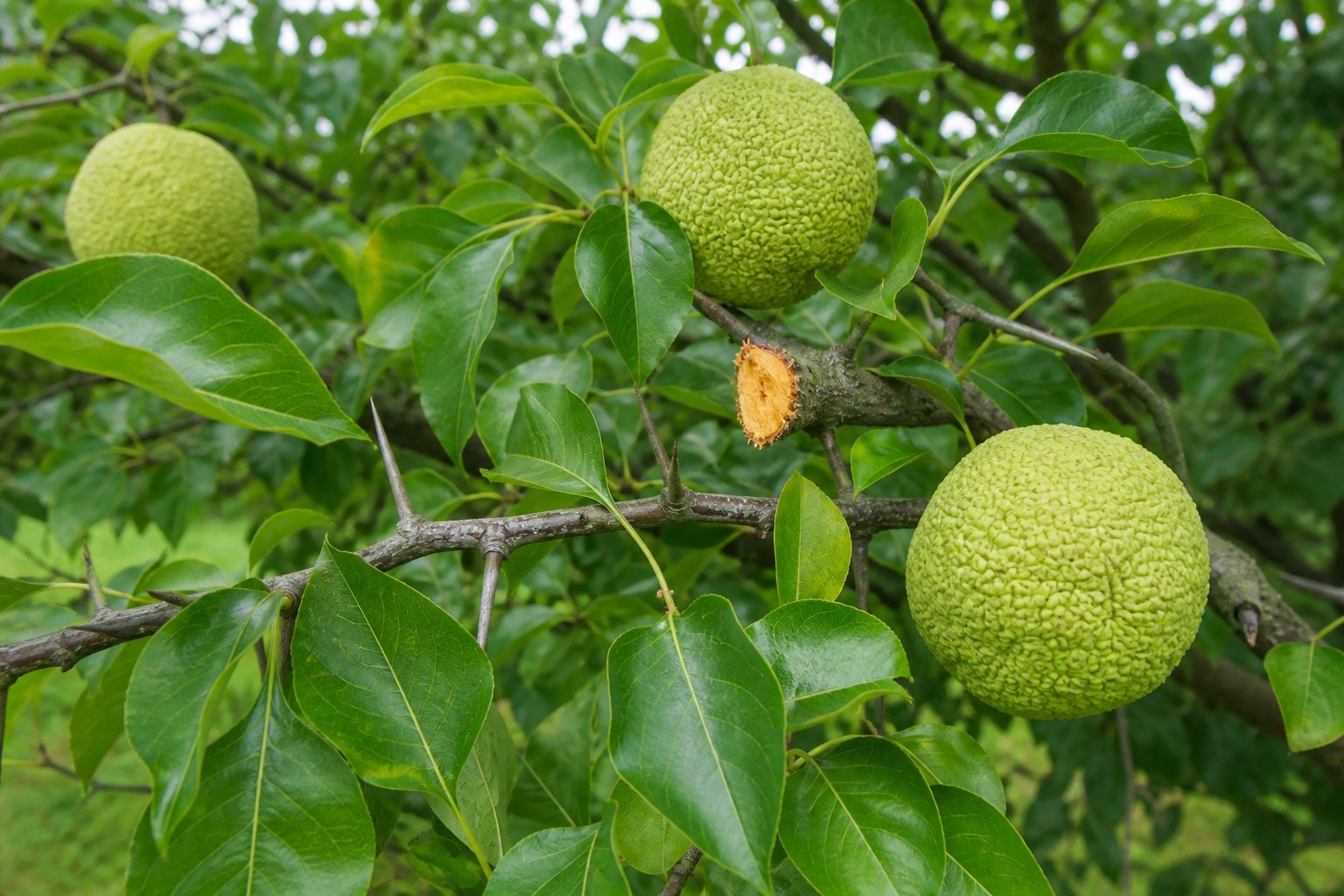 Osage Orange (Maclura pomifera) identification photo
