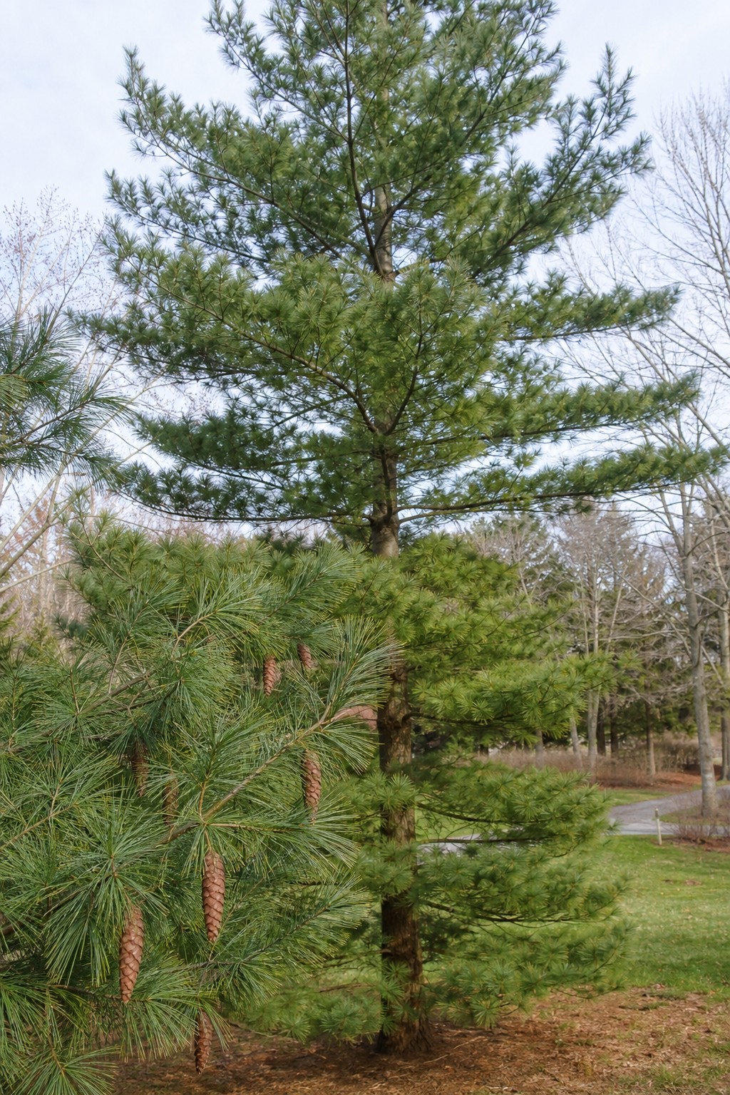 White Pine (Pinus strobus) identification photo