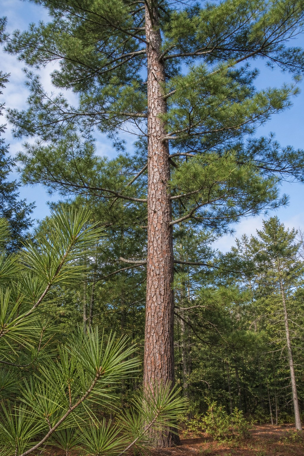 Red Pine (Pinus resinosa) identification photo