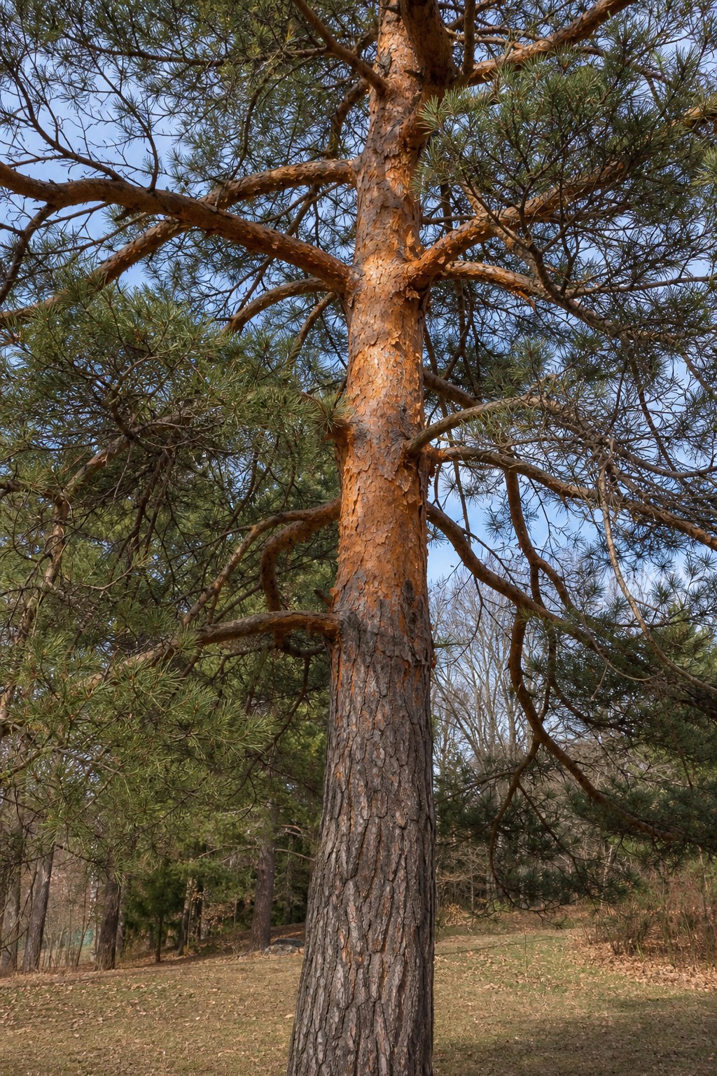 Scotch Pine (Pinus sylvestris) identification photo