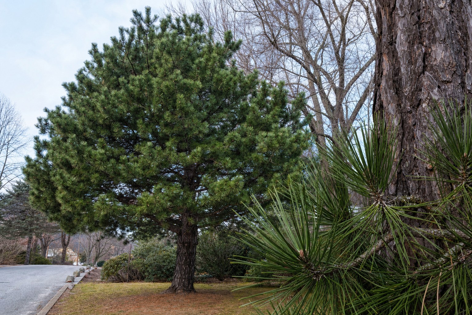 Austrian Pine (Pinus nigra) identification photo
