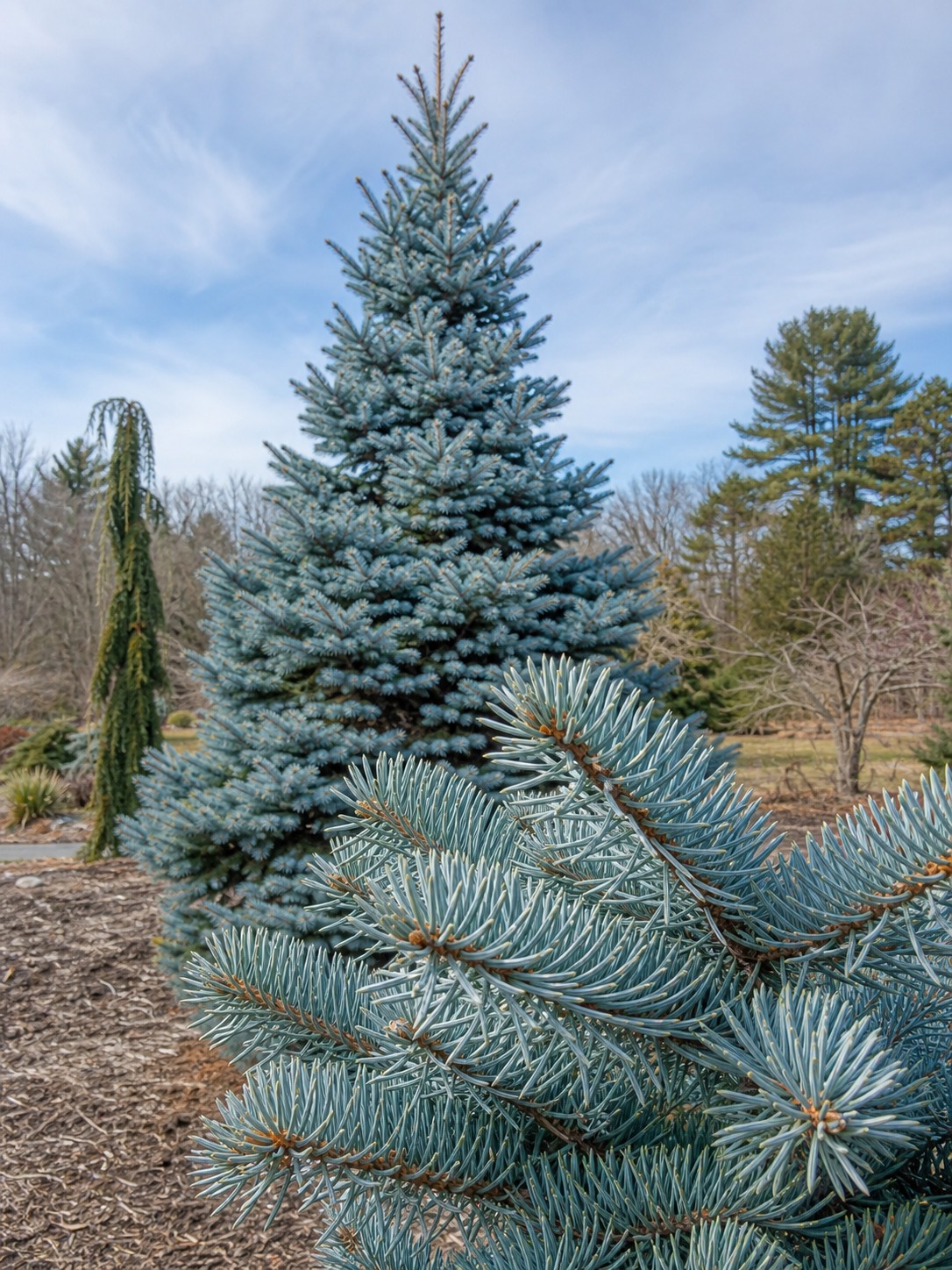 Colorado Blue Spruce (Picea pungens) identification photo