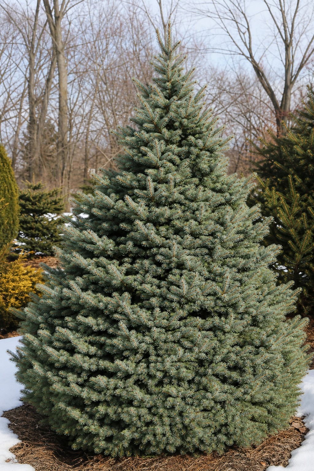 White Spruce (Picea glauca) identification photo