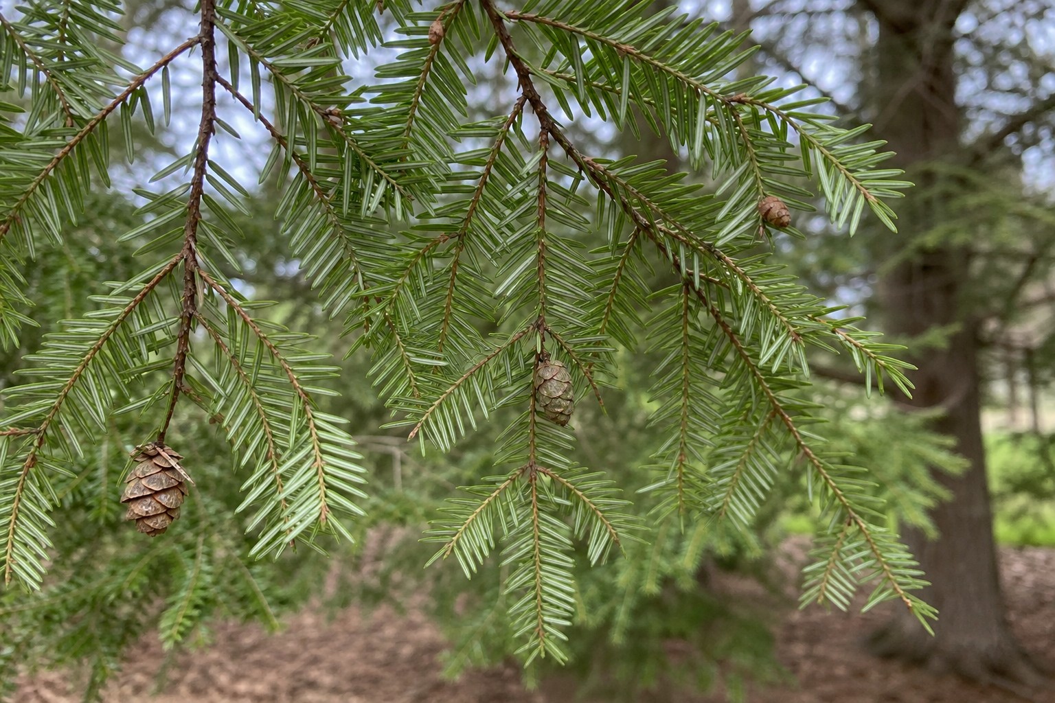 Eastern Hemlock (Tsuga canadensis) identification photo