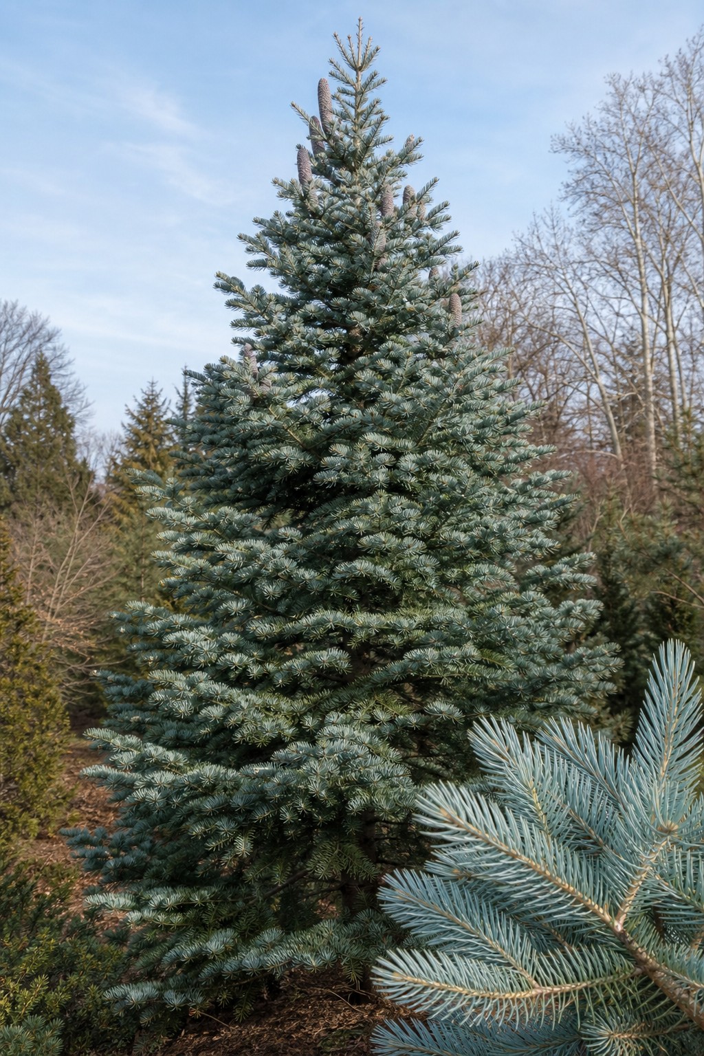White Fir (Abies concolor) identification photo