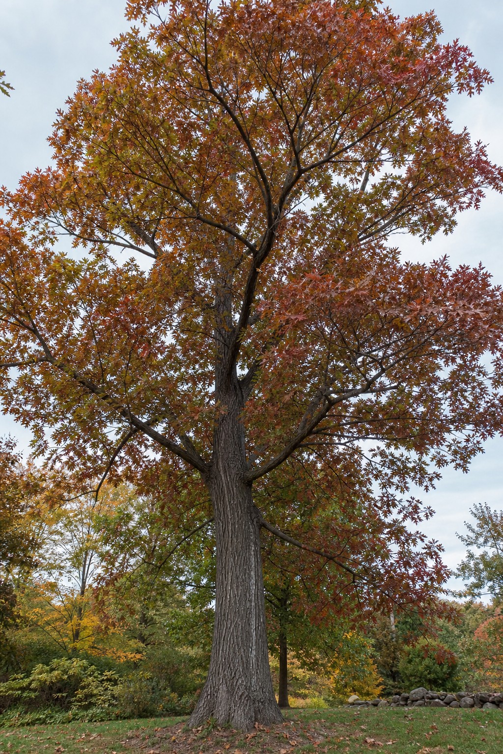 Red Oak (Quercus rubra) identification photo