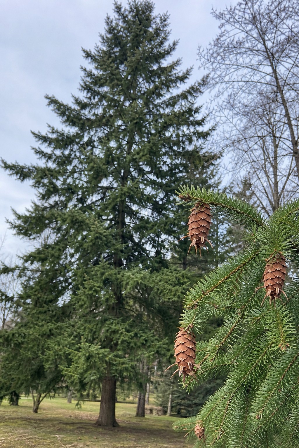 Douglas Fir (Pseudotsuga menziesii) identification photo