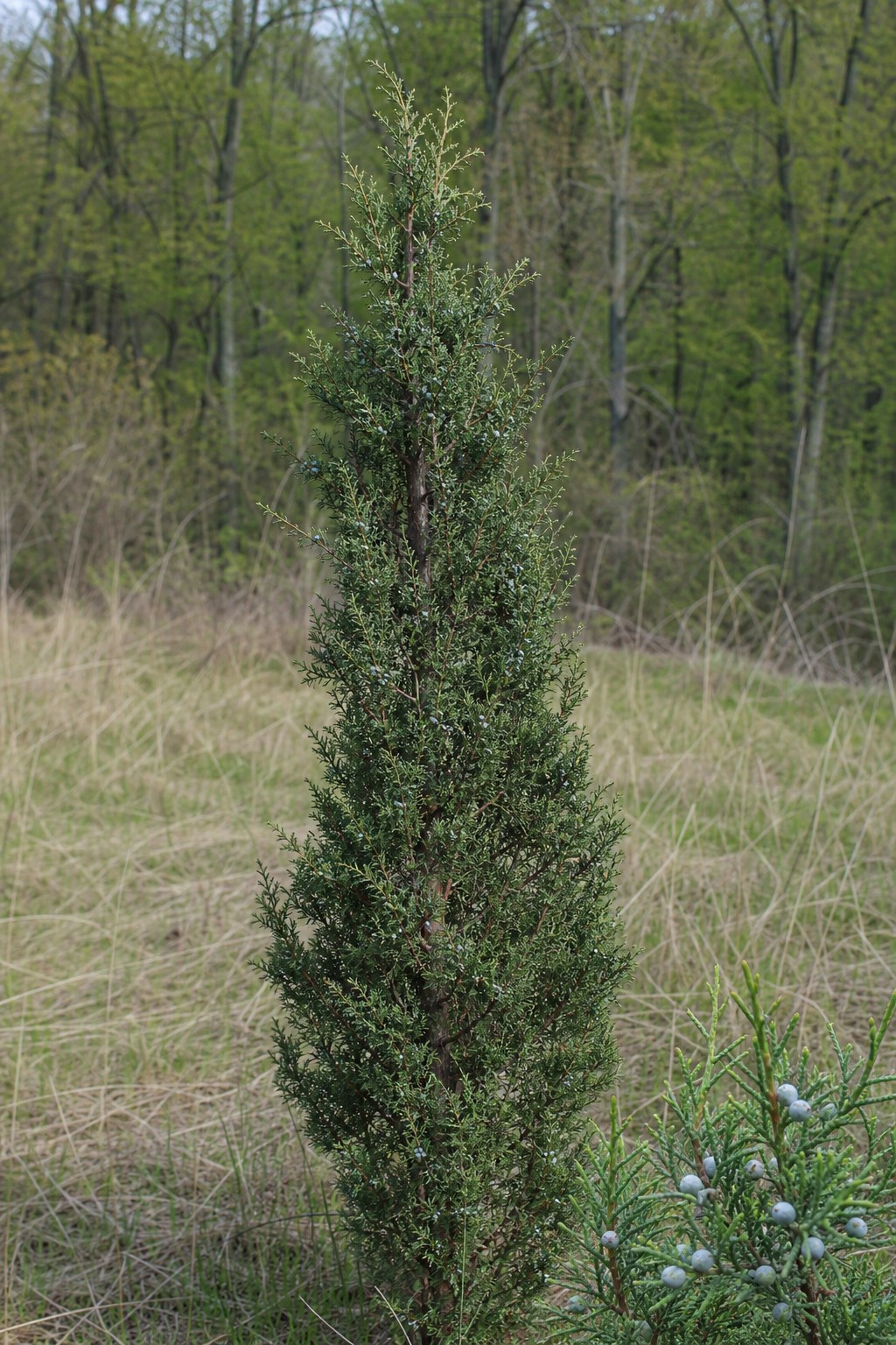 Eastern Red Cedar (Juniperus virginiana) identification photo