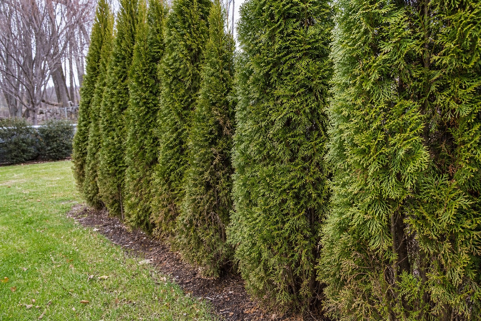 Arborvitae (Thuja occidentalis) identification photo