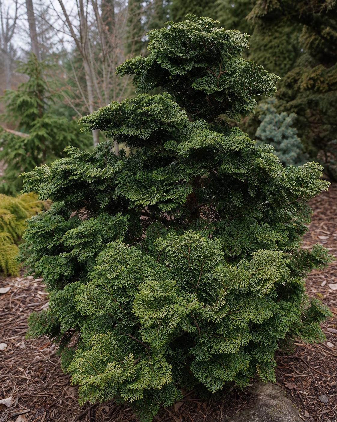 Hinoki Falsecypress (Chamaecyparis obtusa) identification photo