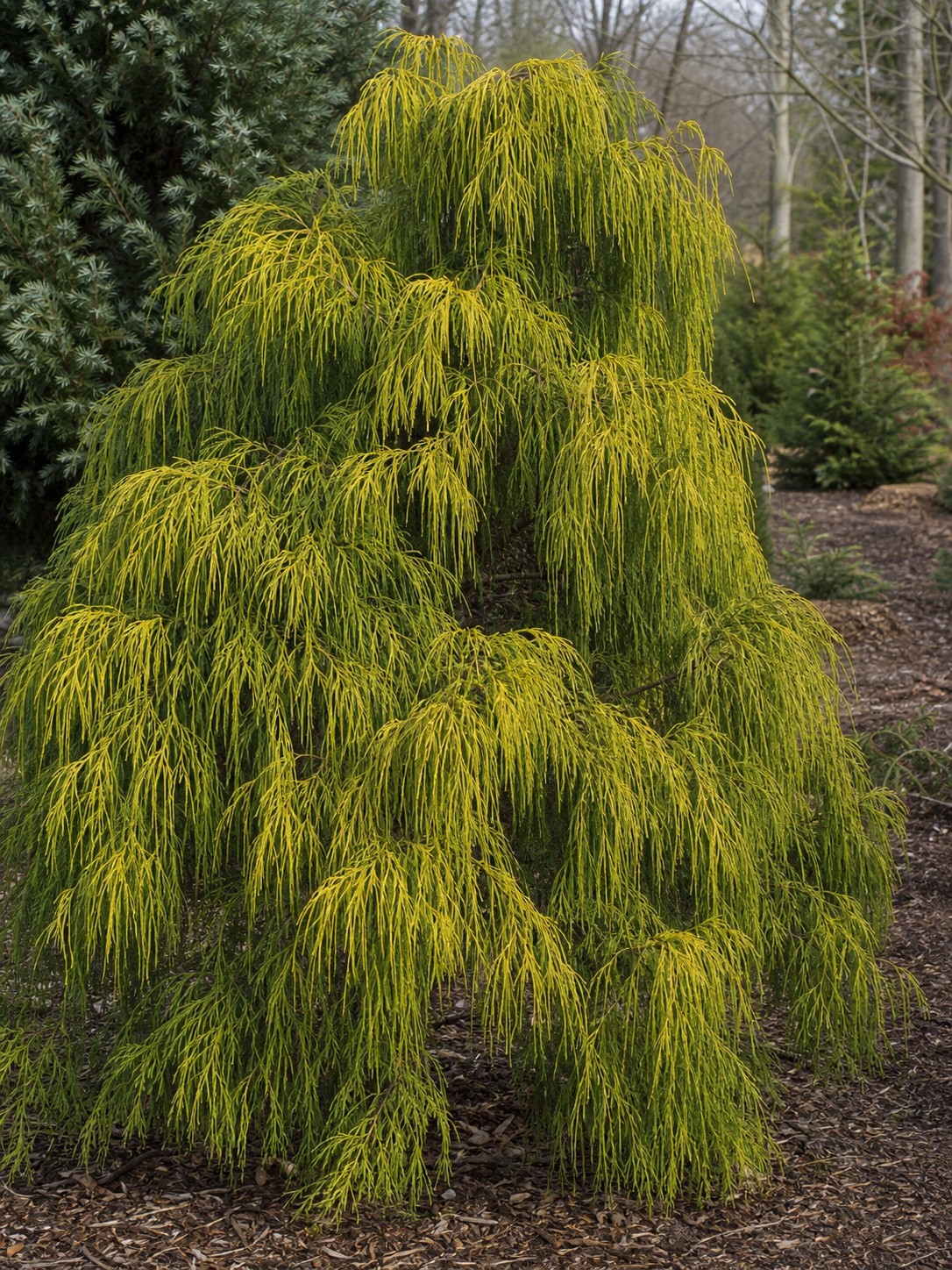 Sawara Falsecypress (Chamaecyparis pisifera) identification photo