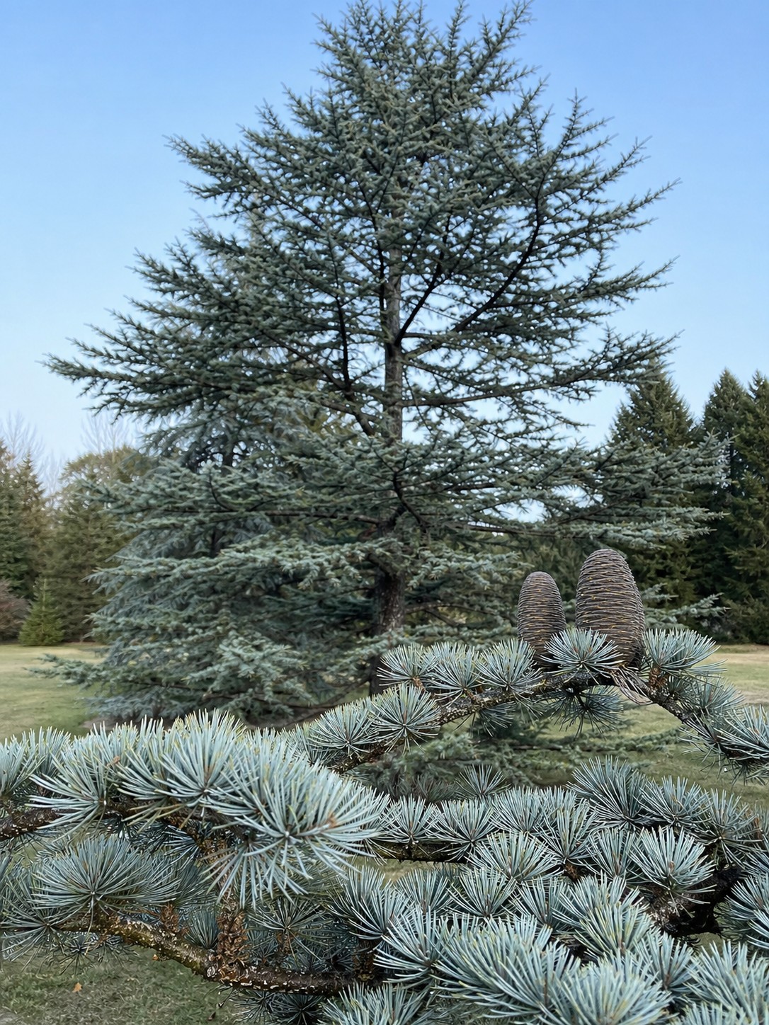 Atlas Cedar (Cedrus atlantica) identification photo