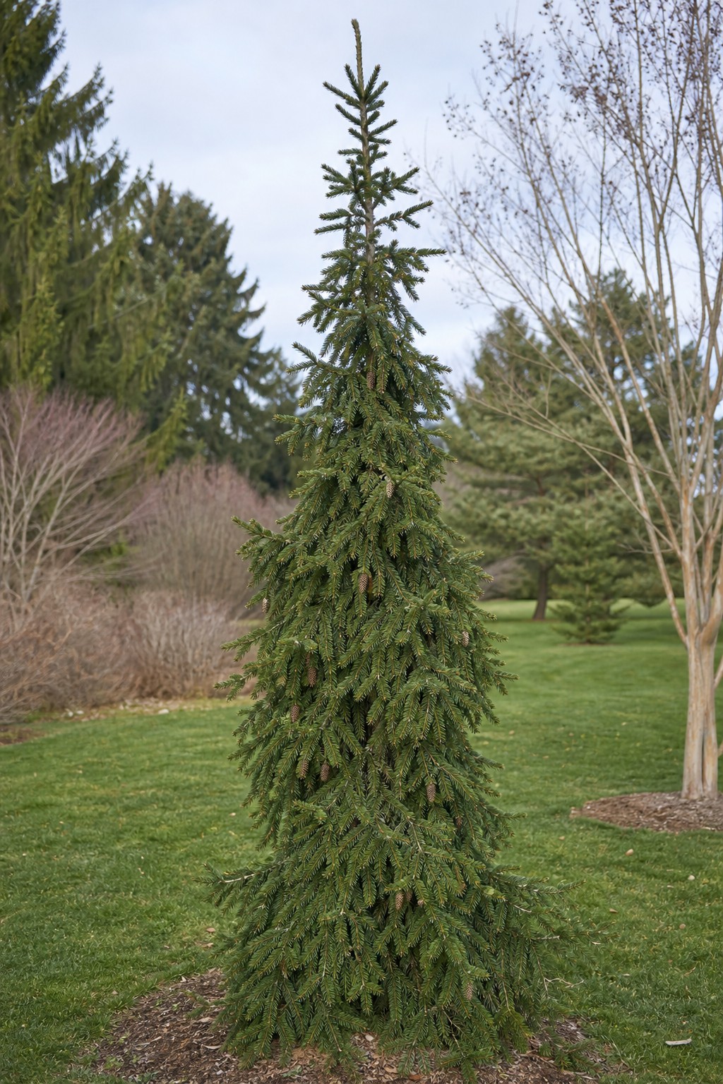 Serbian Spruce (Picea omorika) identification photo