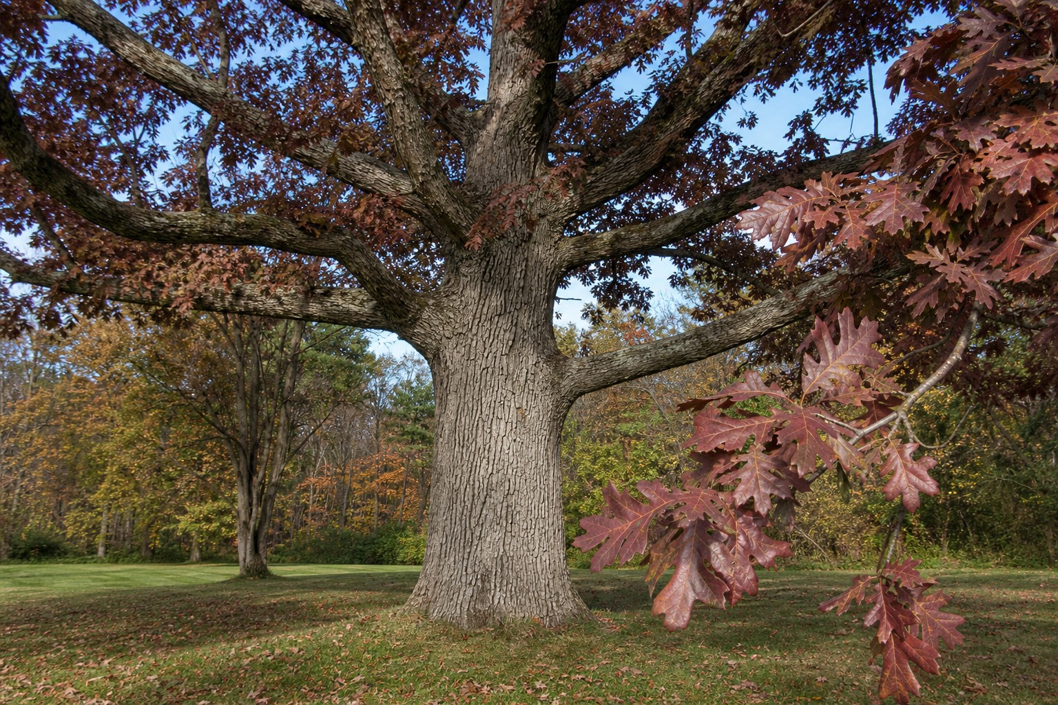 White Oak (Quercus alba) identification photo