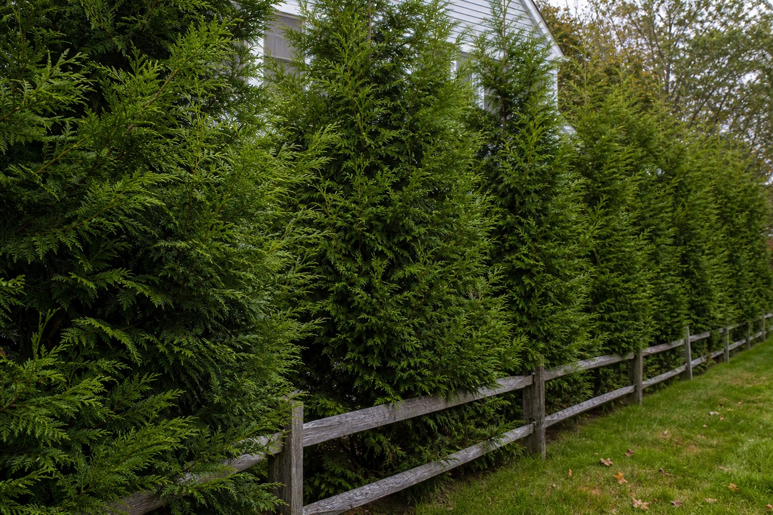 Leyland Cypress (x Cupressocyparis leylandii) identification photo