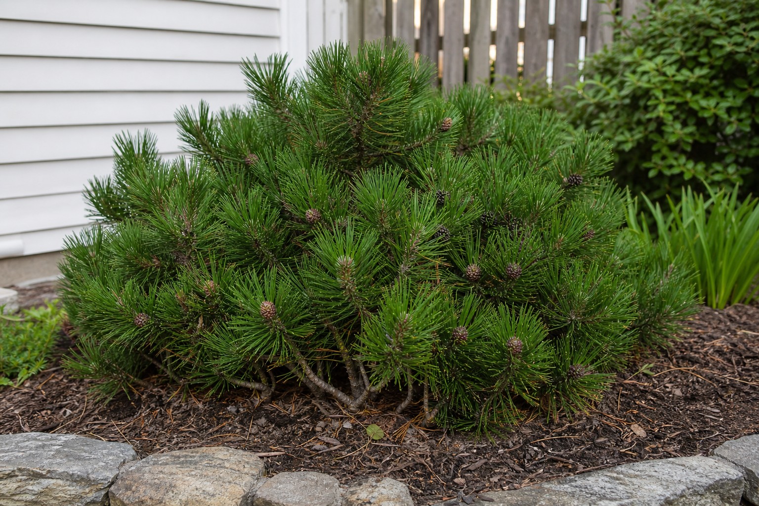 Mugo Pine (Pinus mugo) identification photo